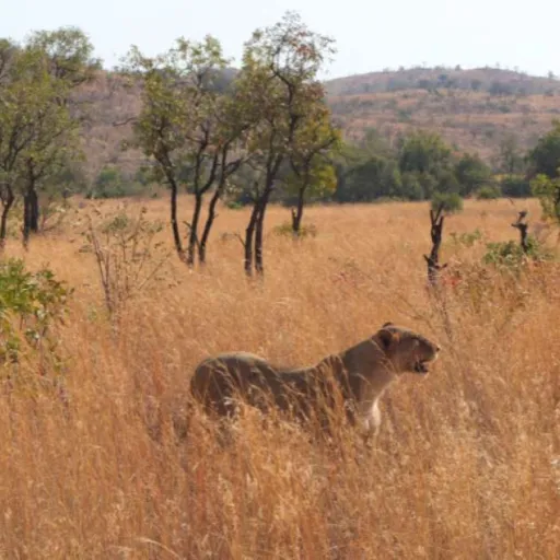 Afrique du sud
