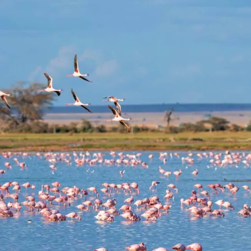 Camargue