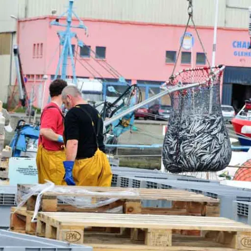 Douarnenez : Embarquement pour l’épopée de la sardine