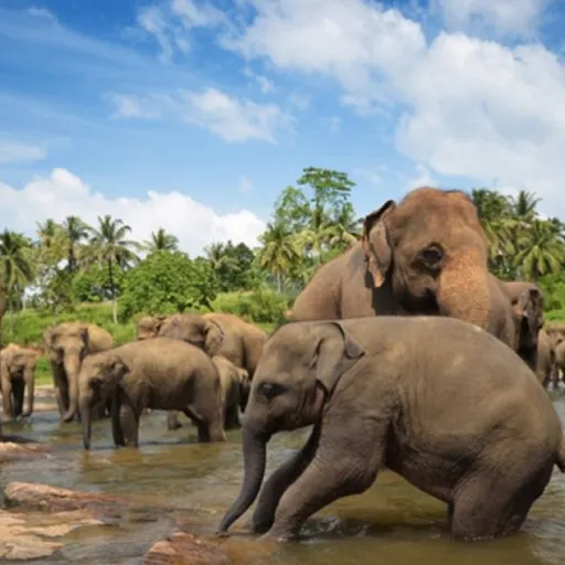 Sri Lanka