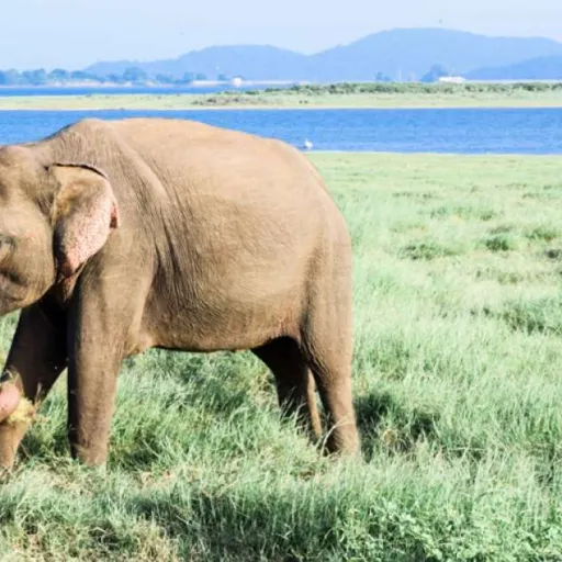 Sri Lanka