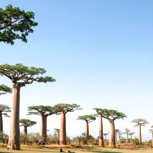 Madagascar
