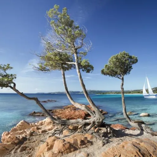 Corse