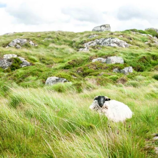 Connemara