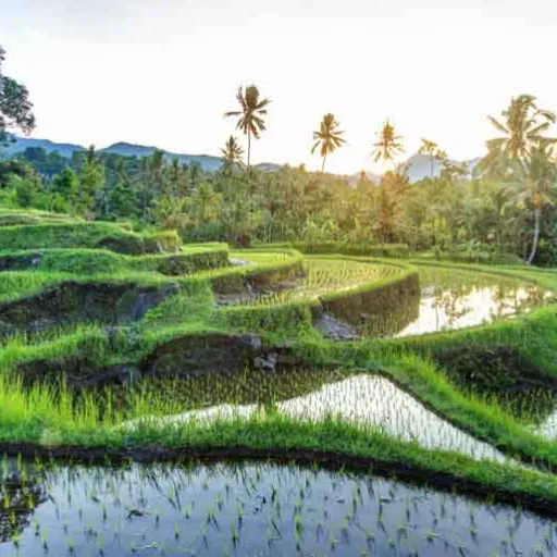 Bali