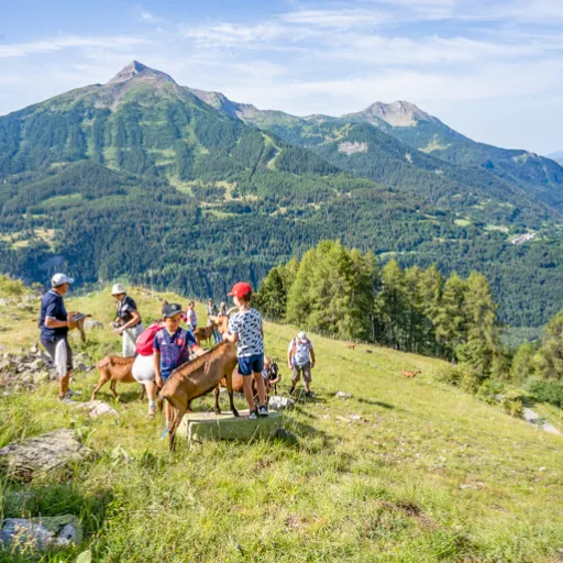 Alpes du Sud : top 6 des activités à la ferme en montagne