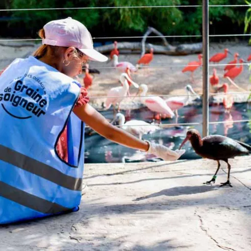 Villars-les-Dombes : devenir soigneur au Parc des Oiseaux