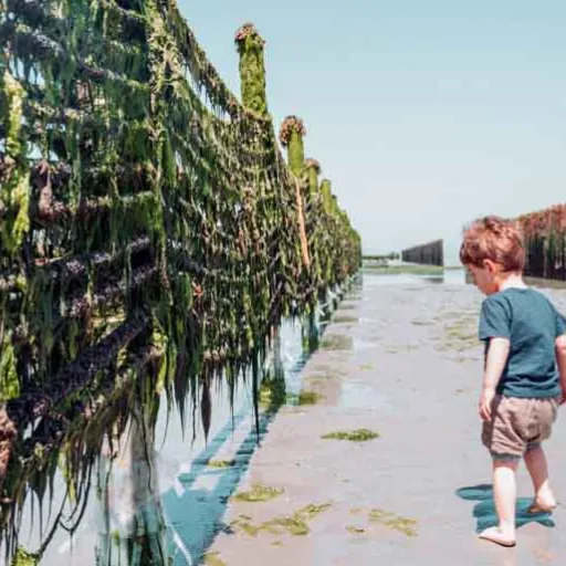 Saint-Brieuc : aux côtés d’un artisan de moules de bouchot