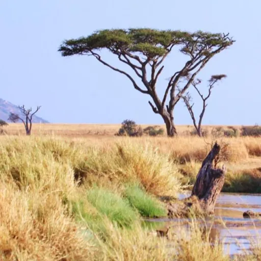 Tanzanie
