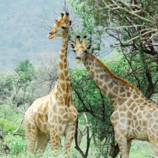 Afrique du sud