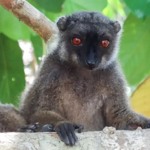 Madagascar