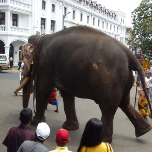 Road-trip au pays de Kandy