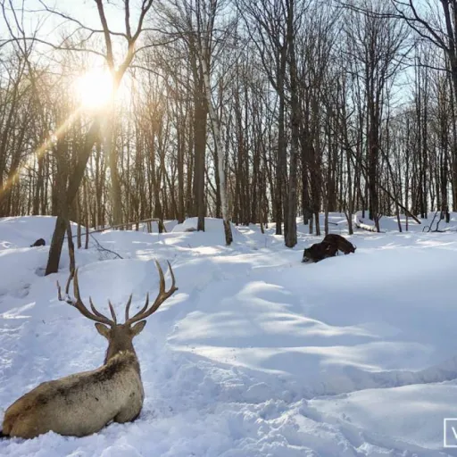 Le Québec en famille : en hiver aussi !