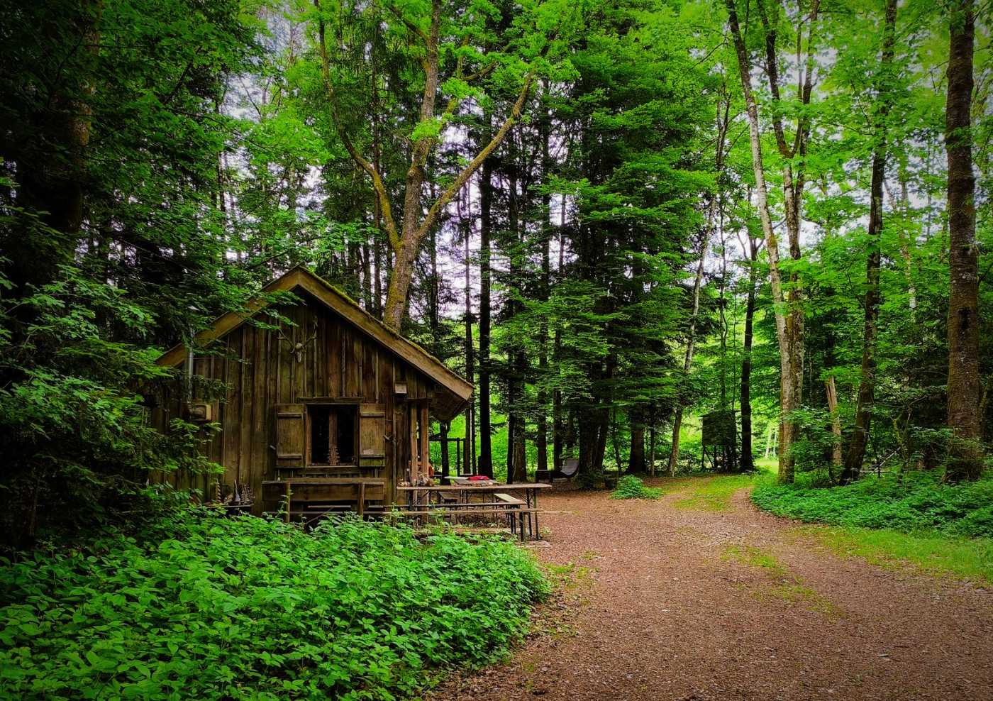 Cabane en bois dans une for&ecirc;t verte, h&eacute;bergement insolite en famille