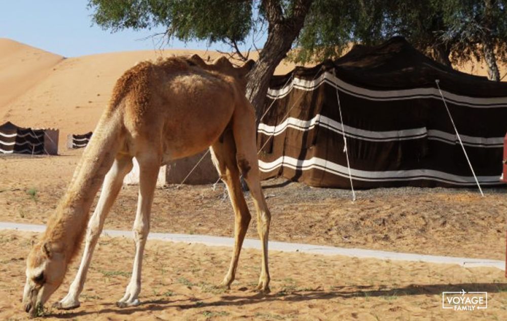 sultanat oman voyage famille d&eacute;sert wahiba