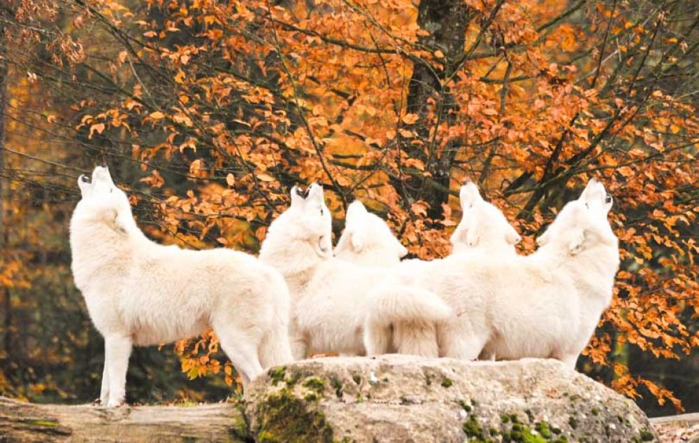 o&ugrave; partir en automne 