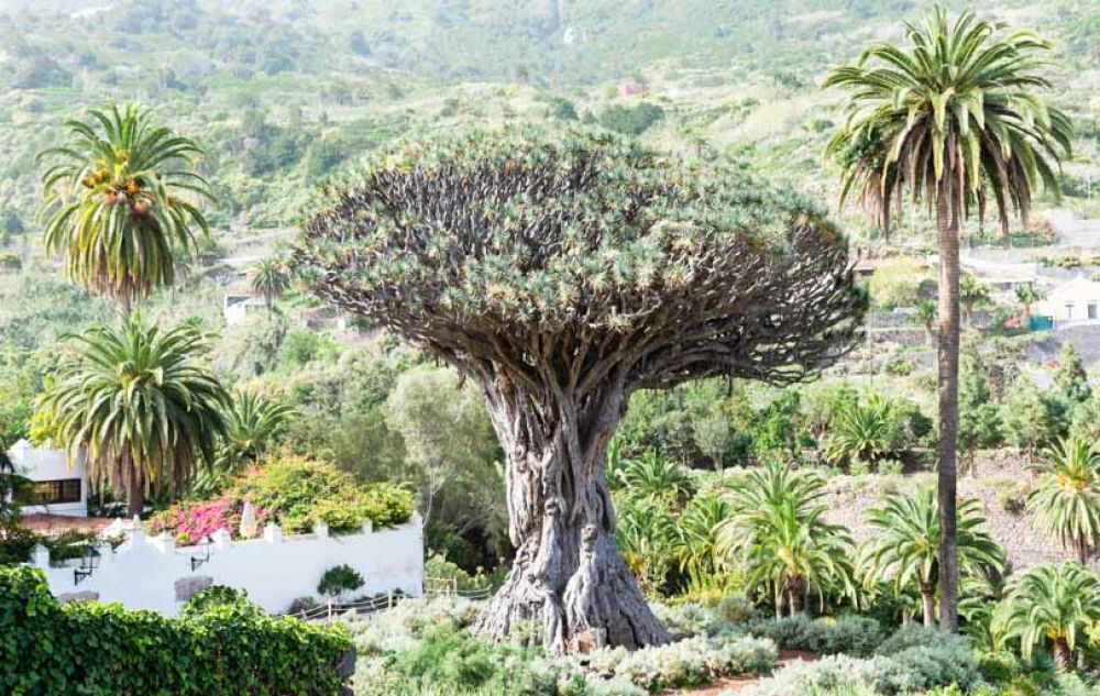 Que faire à Tenerife ?