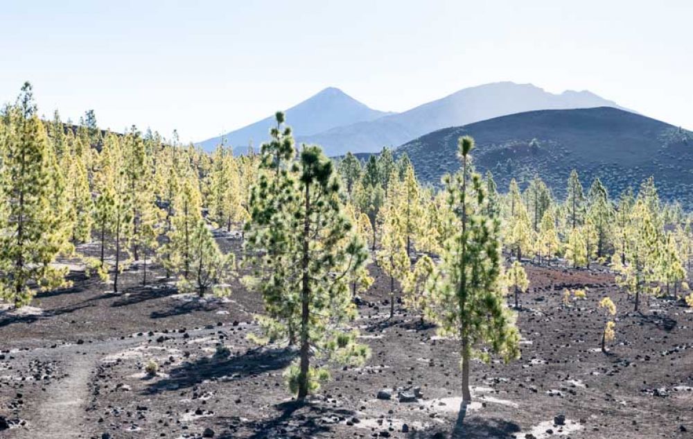 Que faire à Tenerife ?