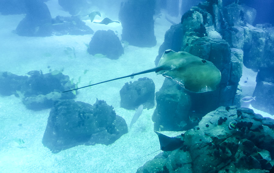 oceonaria &agrave; faire &agrave; Lisbonne