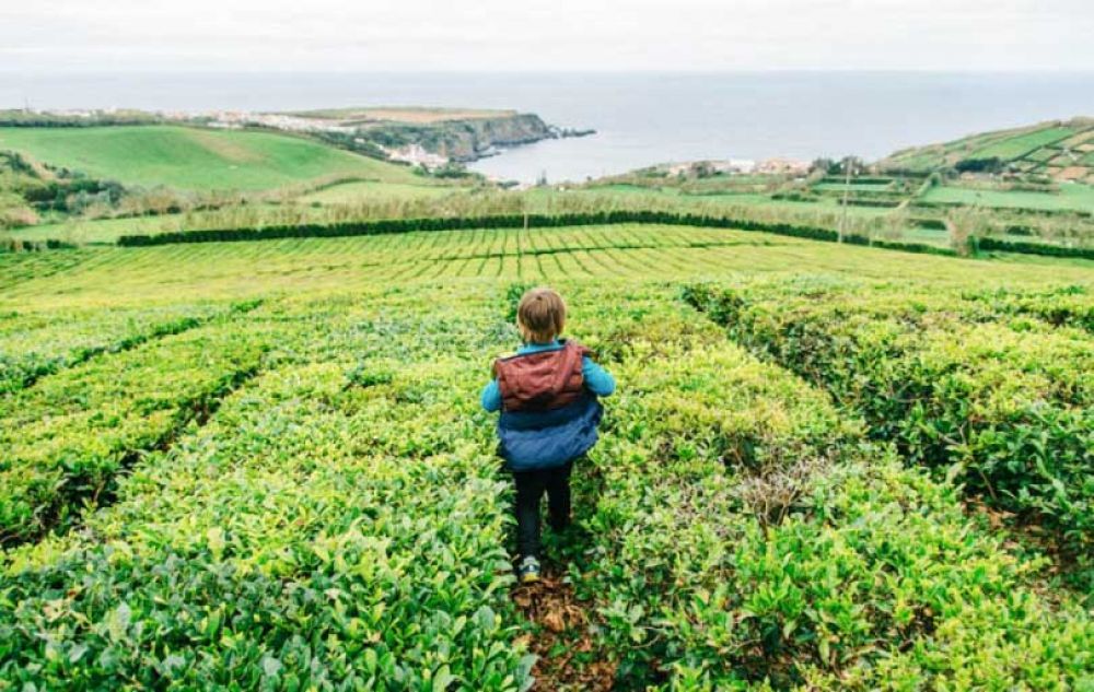 plantations de th&eacute; Sao Miguel les A&ccedil;ores