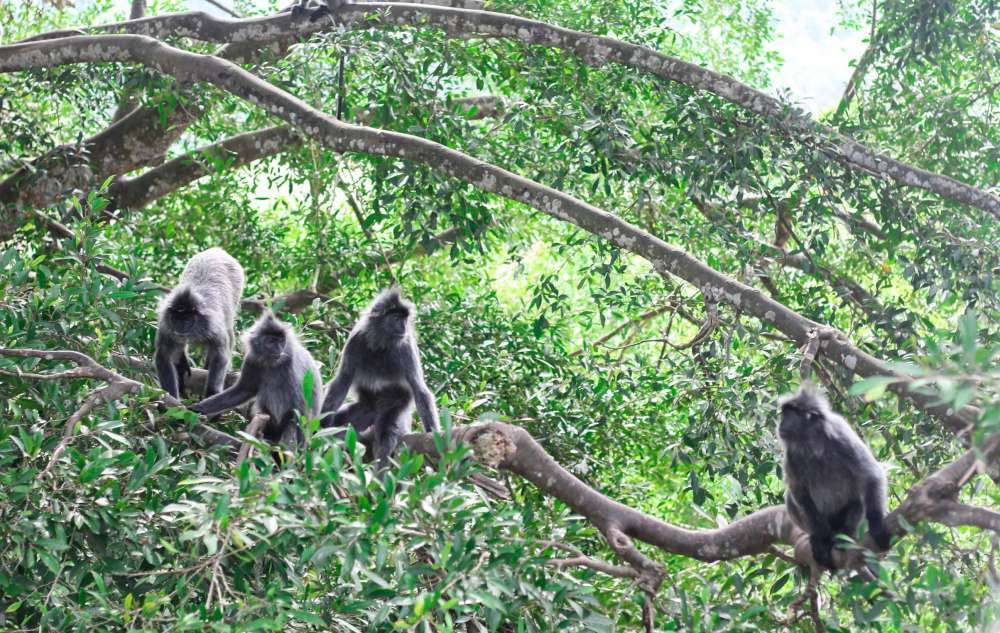 S&eacute;jour Malaisie en famille
