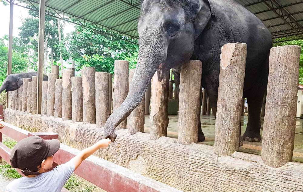 voyage en famille en Malaisie - &eacute;l&eacute;phants