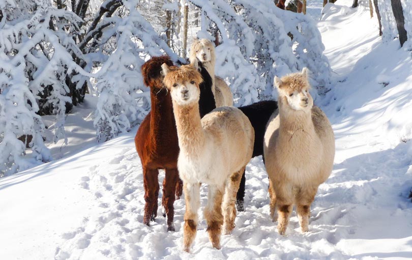 Que faire dans les vosges