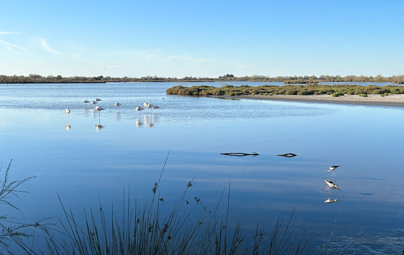 Que faire en Camargue