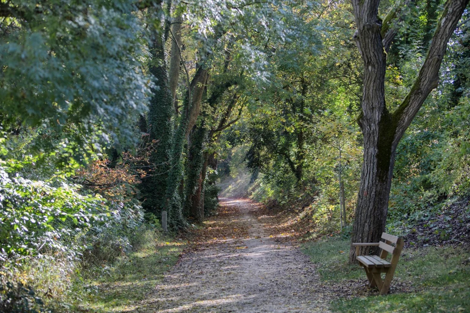 Chemin forestier aux couleurs d'automne dans la for&ecirc;t de Mouli&egrave;re