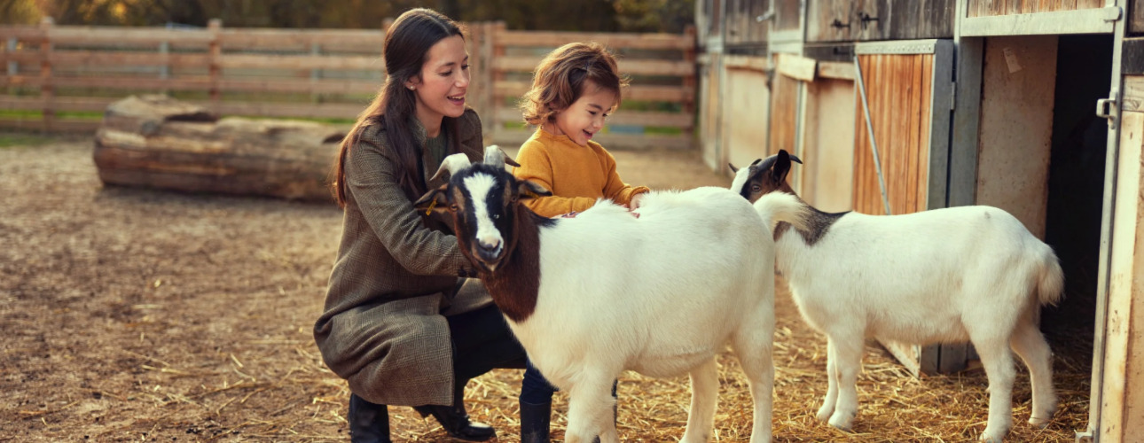 Animaux de la Ferme BelleVie