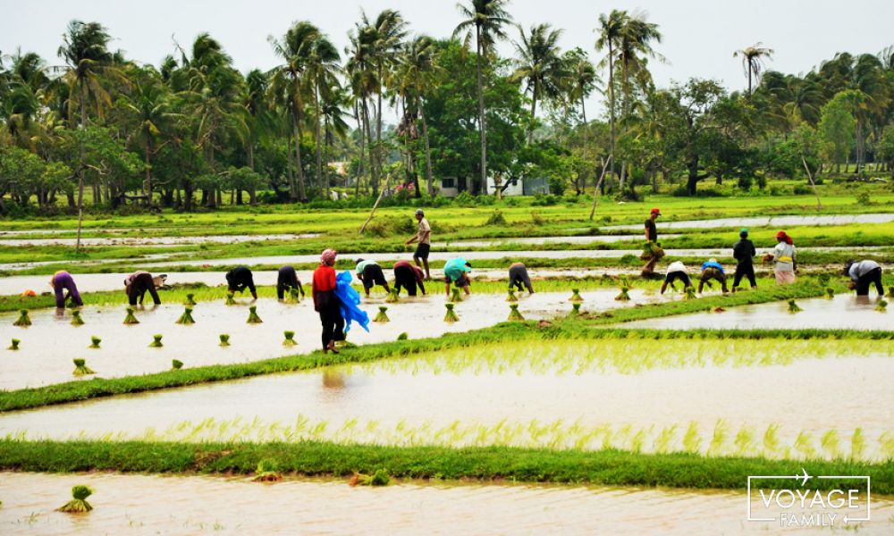 RIZIÈRE CAMBODGE