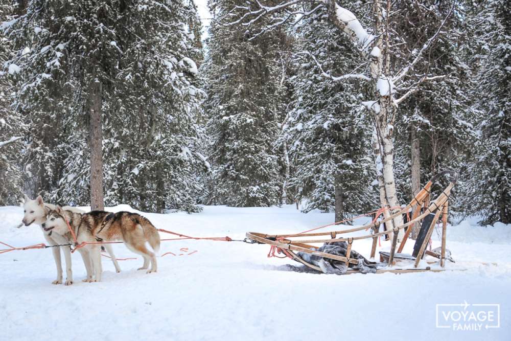 balade chien de traineau laponie