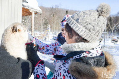 quebec en hiver chien de traineau