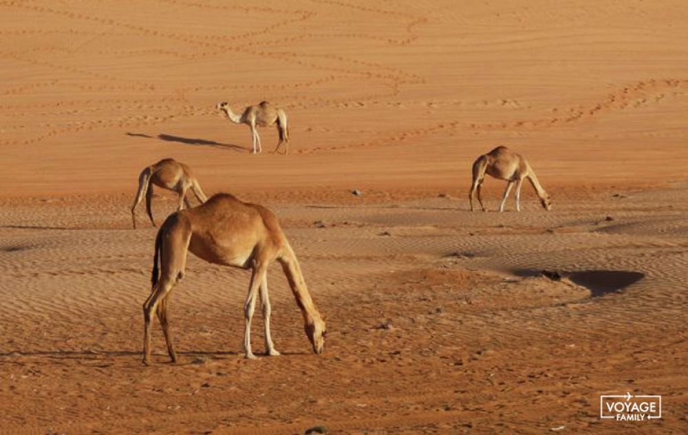 sultanat oman désert wahiba