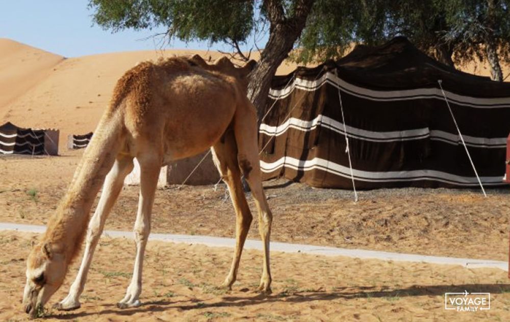 sultanat oman voyage famille désert wahiba