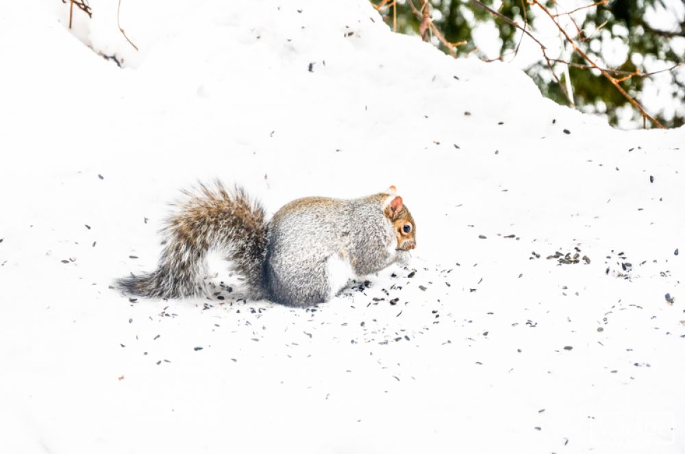 ecureuil quebec hiver mauritie