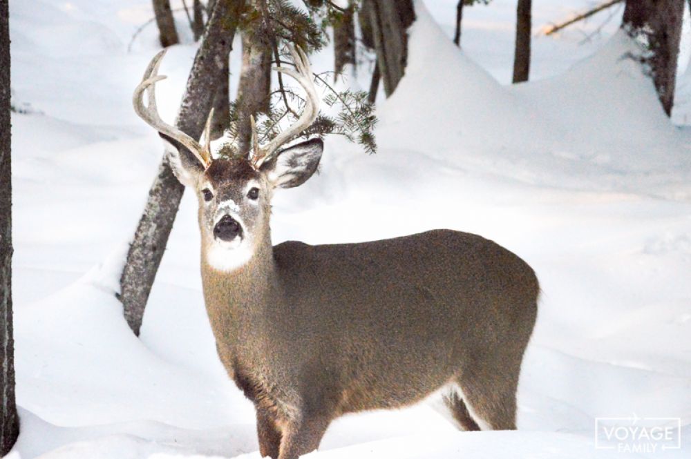 renne parc omega quebec hiver en famille