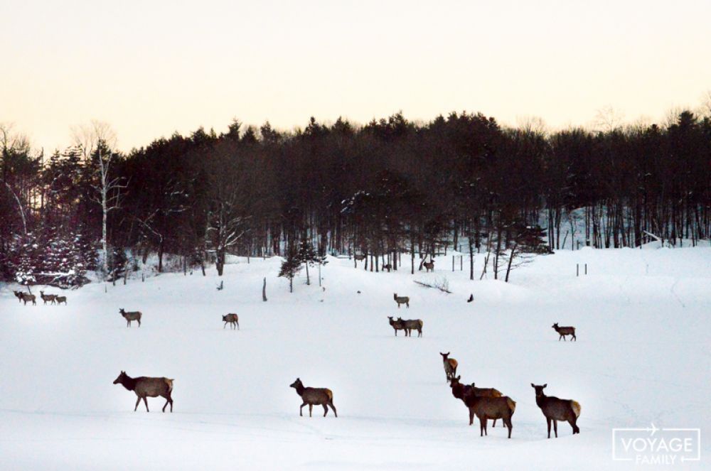 parc omega canada hiver en famille