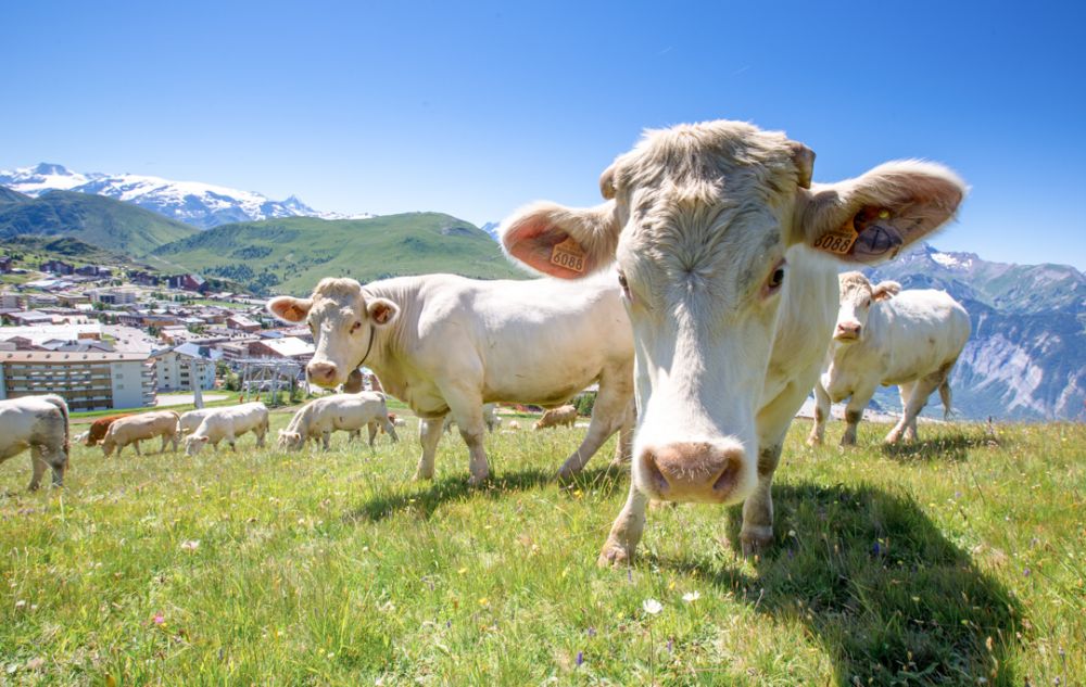 alpe huez été famille