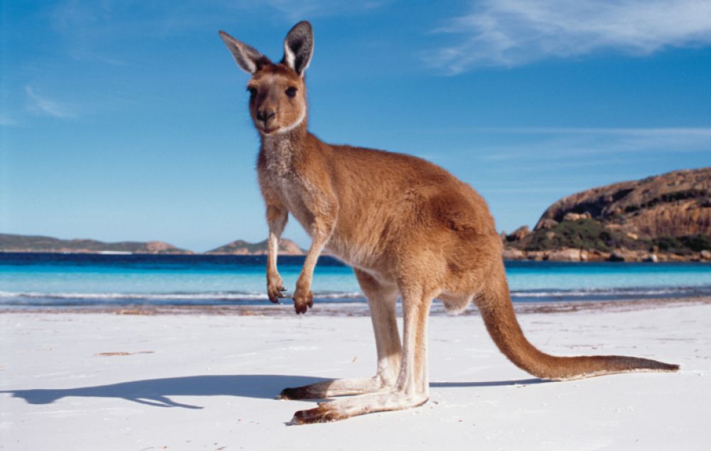 Australie en famille : les bons plans des parents