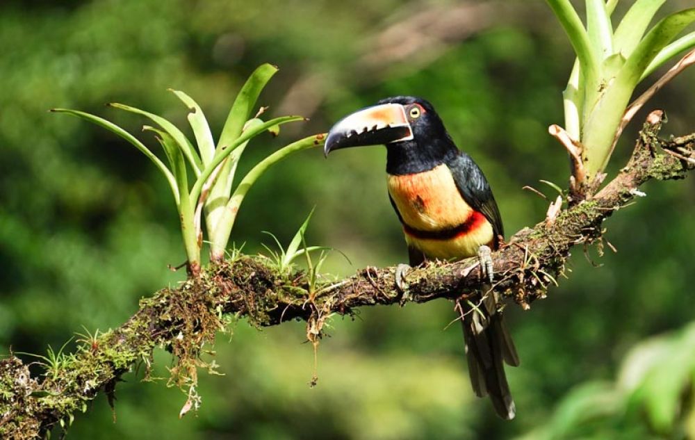 Costa Rica