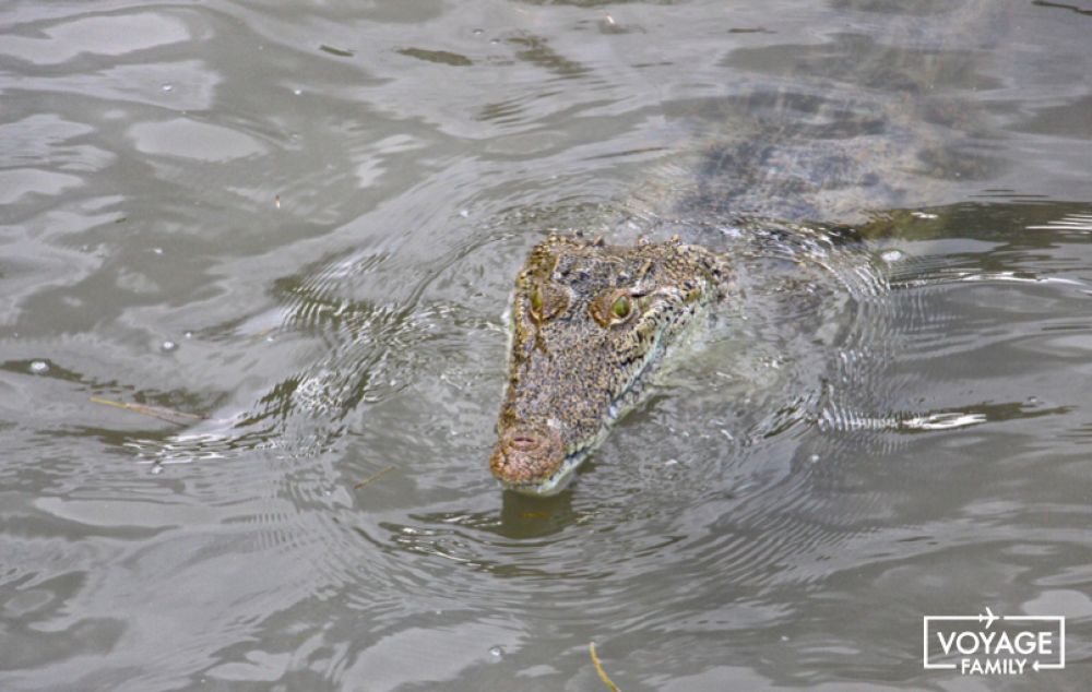 crocodile holbox mexique