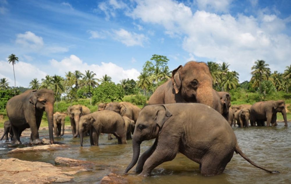 Sri Lanka