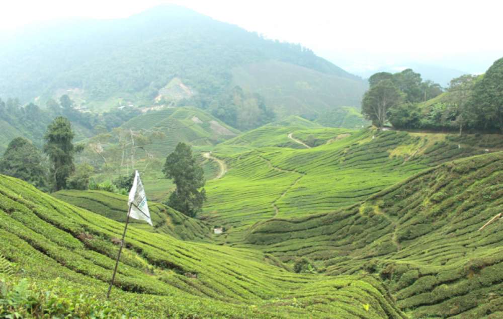 cameron highlands famille