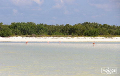 flamands roses isla holbox