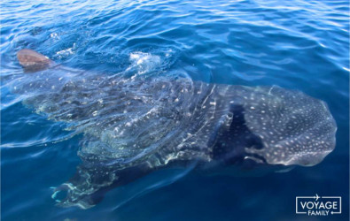 requin baleine mexique holbox yucatan