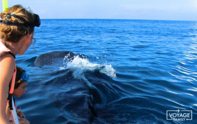 excursion requin baleine holbox mexique