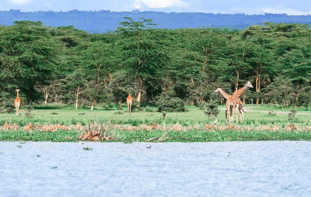 safari kenya