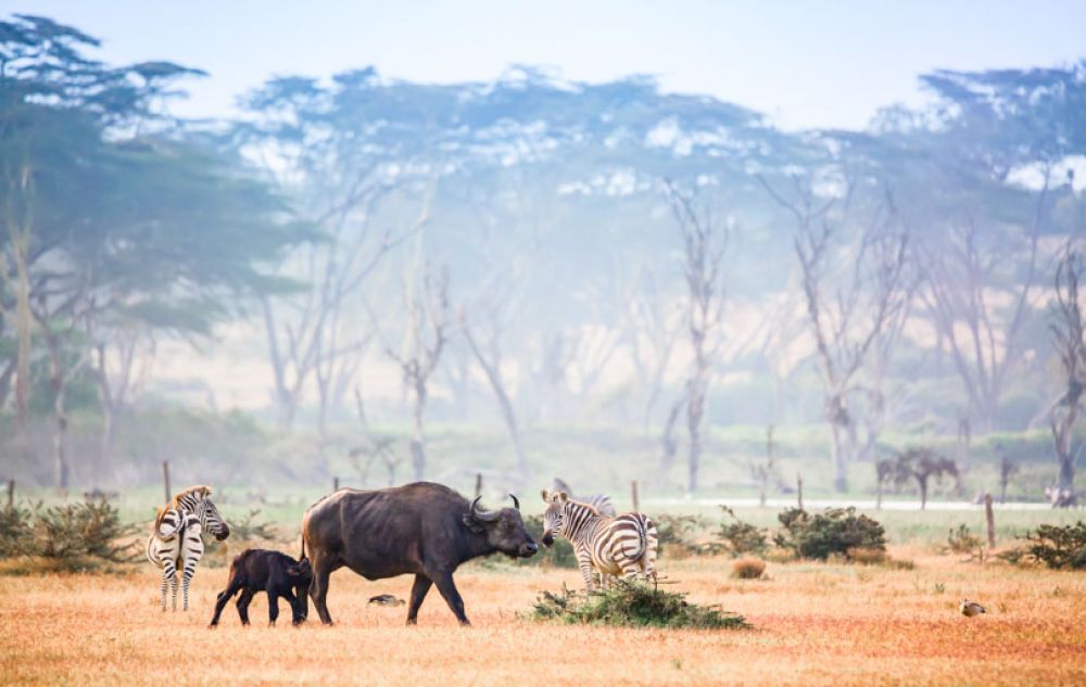 safari kenya