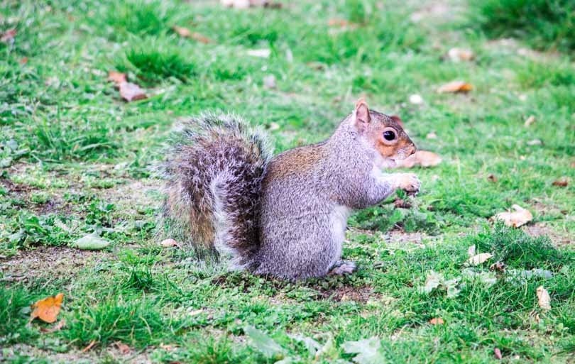 Visiter Hyde Park et Londres en famille